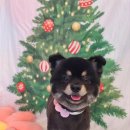 황실 애견미용 살롱 이미지