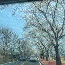 한정보건진료소 | 달창지길 벚꽃축제 실시간후기 :: 대구 벚꽃로드, 달창지 벚꽃축제 주차팁