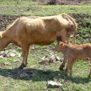 초지농장 이미지