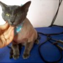 블루퍼피 이미지