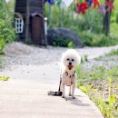 김포시 반려동물 공공진료센터 이미지