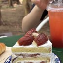 레스트스파 | [인천/강화] 강화도 힐링 가능한 숲속 카페 메타포레스트 내돈내산 솔직 후기