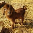 두진농장 이미지