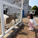 정관오리농장 | 부산 정관 아이와 가볼만한 곳｜치유농장 온담 3살·5살 육아맘 후기