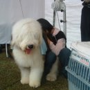 애견전람회 이미지