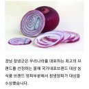 창녕 자색양파즙30박스만 주문받습니다 이미지