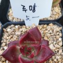 봉진농장 이미지