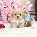 강아지요미독광명