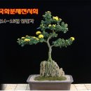 파주국화분재