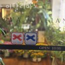 노바 이탈리아노 이미지