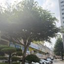 호반미용실 - 충주시 | 광주 프롬비헤어 / 광주 볼륨매직 잘하는 집 미용실 내돈내산 후기