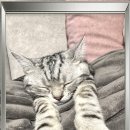 고양이 별 이미지