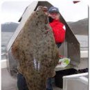 - 대서양 가자미 Halibut, Atlantic 이미지