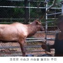 사슴유통