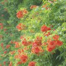 뚝섬한강공원-28 이미지