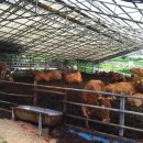 당너머한우 이미지