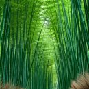 담양 죽녹원 게스트하우스 이미지