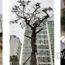덕산조경