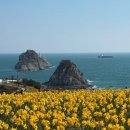 푸른공원 | 부산 남구 노란 수선화와 푸른 바다의 만남 💛 부산 오륙도 해맞이공원 인생샷 명소 후기