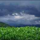 고개농장 이미지