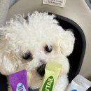 퍼플테일 | 강아지 퓨레 추천! 포우테일 컬러츄 저칼로리 비건간식 솔직후기