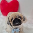 아모르 댕 이미지