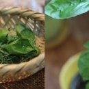 허브향기 이미지