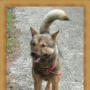 봉암켄넬 이미지