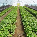 늘품농장 이미지