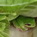 청개구리 이미지