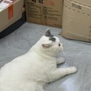 킹콩해피하우스 네이버블로그