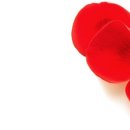 라비앤로즈 이미지