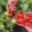 영복농장 이미지