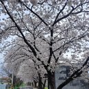 안양7동 행정복지센터 공중화장실 | 순천 벚꽃 만개 실시간 순천 서면 벚꽃 방문 후기