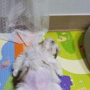 몽몽이# 이미지