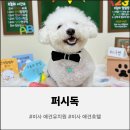 퍼시독 이미지