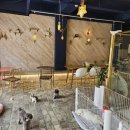 애옹애몽 이미지