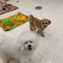 도그레스트 이미지