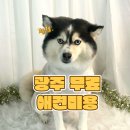 혁신애견미용 이미지