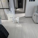 코아루 애견 이미지