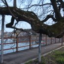 수완동 왕버들 이미지