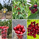 진도체리원 이미지