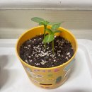 스위스빌 이미지