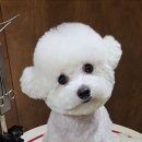 멜팅그루밍 이미지