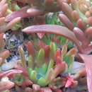 바위 솔 이미지