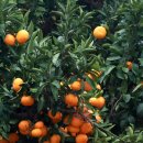 감귤게스트하우스 이미지