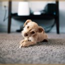 온 동물의료센터 이미지