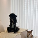 봉주르봉 이미지