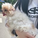 언니네 애견미용실 이미지