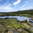 제주포도 이미지